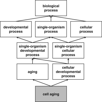 Gene Ontology