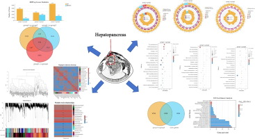 Transcriptomic and WGCNA analysis of immune and antioxidant responses in Meretrix meretrix under combined thermal and residual chlorine stress